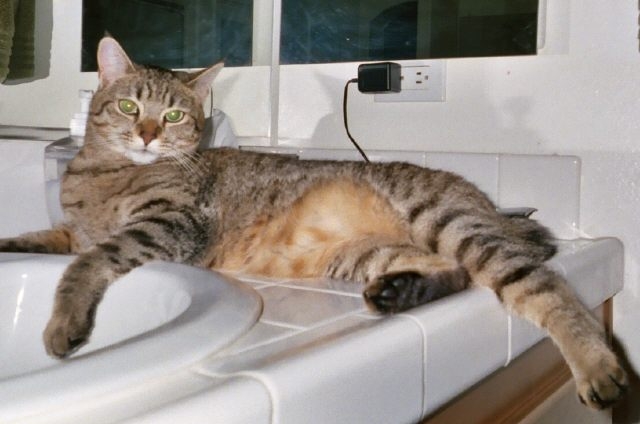 Our pet cat Nikita who died recently she brought us much joy in her short life.